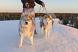 Huski dogs on Yamal Peninsula