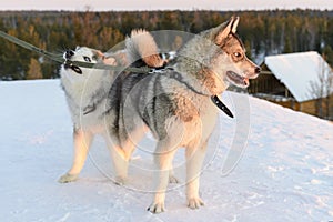 Huski dogs on Yamal Peninsula