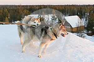 Huski dogs on Yamal Peninsula