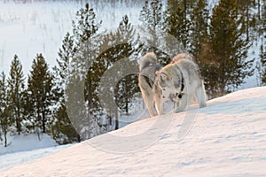 Huski dogs on Yamal Peninsula