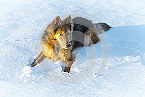 Huskie Colley dog lying in snow after a storm