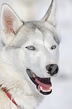 Huskie face