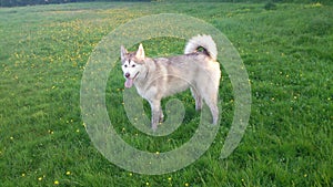 Huskie in a feild