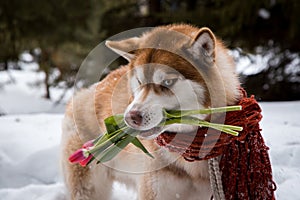 Huskie with flower in the forest