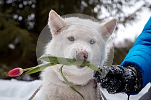 Huskie with flower in the forest