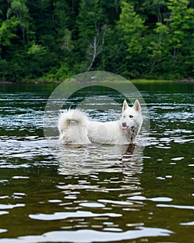 Huskie running in the water, dog enjoy in the river, dog swimming, portrait of swimming dog in wild river, huskie portrait close