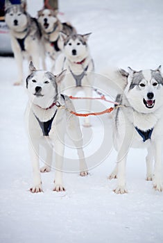 Huskies