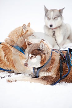 Huskies