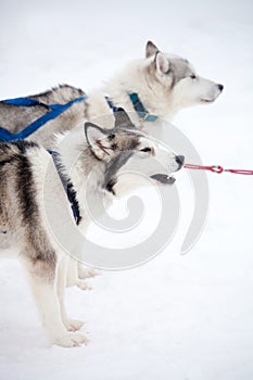 Huskies