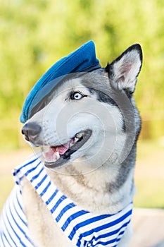 Huskies dog dressed in a marine uniform on the background outdoors