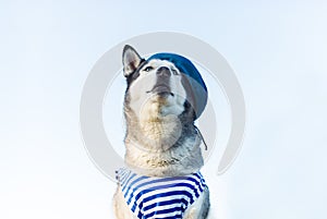 Huskies dog dressed in a marine uniform on the background outdoors