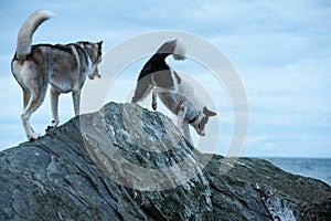 Huskies dogs climbing over the rocks