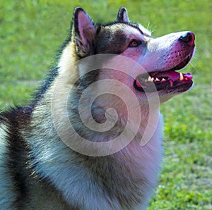 Huskies. Huskies dog breeds.Portrait of a pet dog. A favorite of