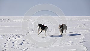 Huskies are running on the frozen bay