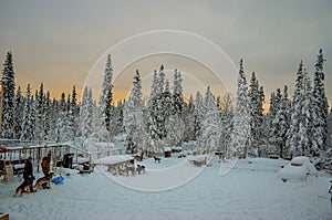 Huskies with their trainers close to the forest