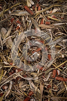 husks, cobs on the ground after harvest in a corn field