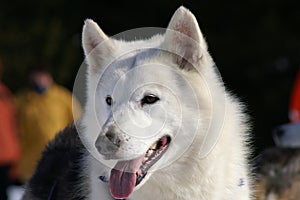 Husky 1