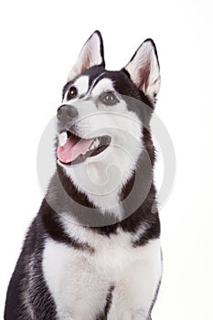 Husky