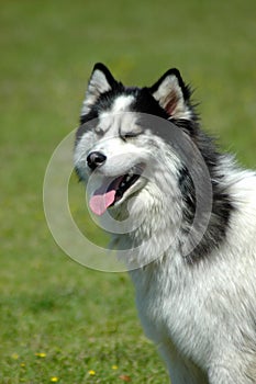 Husky