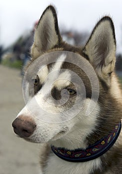 husky photo