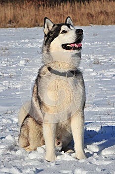 Husky