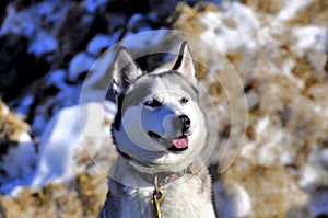 Husky