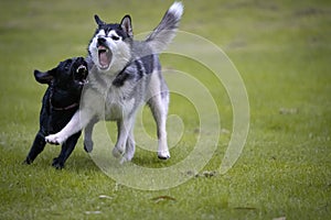 Husky and a black dog playfighting on a meadow