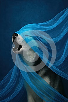 Husky with Blue Veil