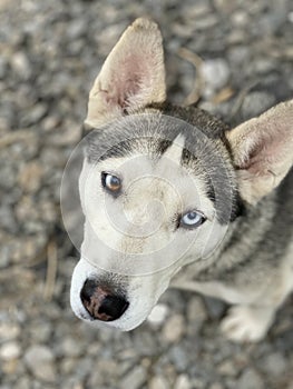 Husky breed with blue and black eyes. Blurred background