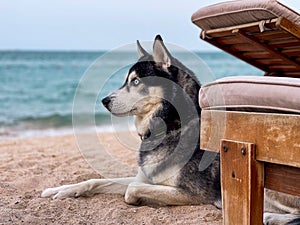 Husky breed dog setting on beach sand beside a beach chair and a cloudy sky is in it's