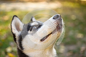 Husky breed dog is training, smiling dog heterochromia
