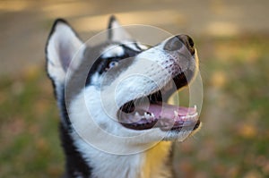 Husky breed dog is training, smiling dog heterochromia