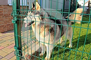 Husky in a cage