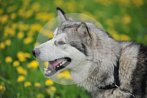 Husky, close-up portrait of a dog