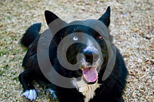 A Husky/Collie Dog Looks at the Camera