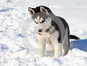 Husky cub