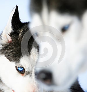 Husky cub