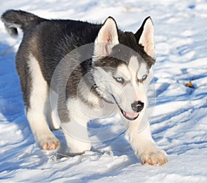 Husky cub