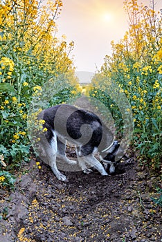 Husky digs a hole in the field