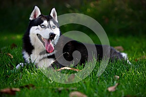 Husky dog photo