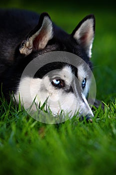 Husky dog