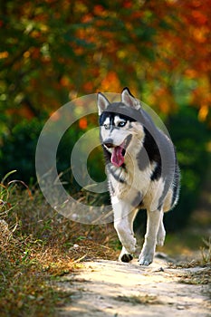 Husky dog