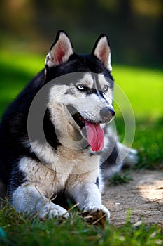 Husky dog