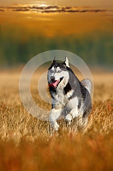 Husky dog