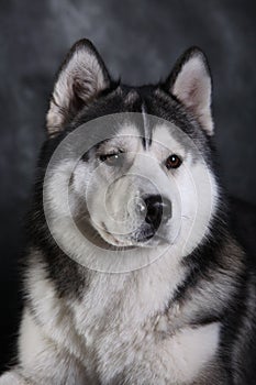 Husky dog photo