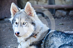 Husky dog