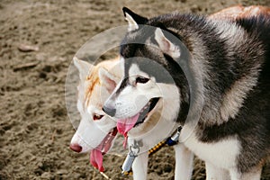 Husky Dog