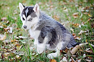 HUSKY DOG