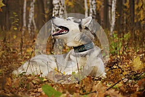 Husky dog in autumn forest