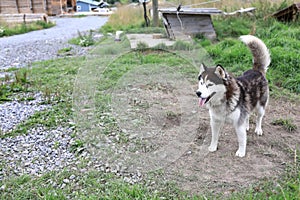 Husky dog in backyard